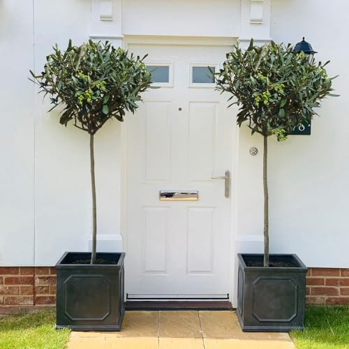 Olive Tree Standard – Olea europaea – Hardy Evergreen Tree – Grey-Green Foliage – Small Fragrant Flowers & Green Fruits – Patio or Garden – 2 x 18cm Pots by Thompson and Morgan