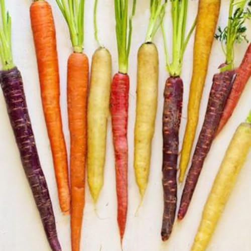 Luojuny Semillas de Zanahoria, 800 Piezas Semillas de Zanahoria Arcoíris Mezcladas Nutritivas Planta de Huerto de Fácil Cultivo Semillas de Zanahoria