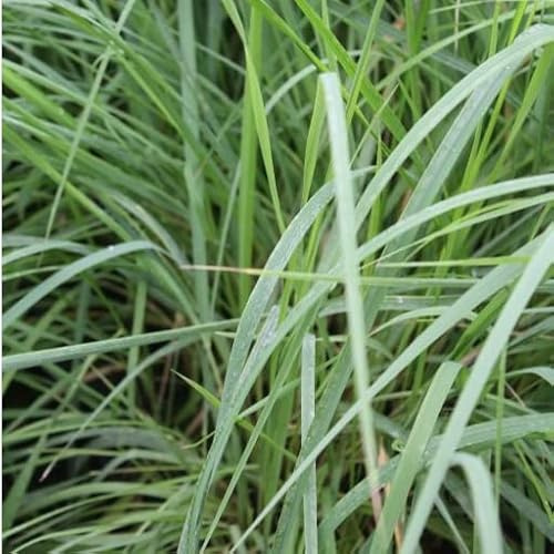 6x Caña de duna - Calamagrostis epigejos - Olla de 9x9 cm - Fuerte Hierba Ornamental de Fuego