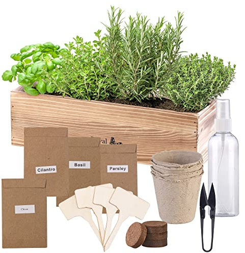 Royal Gardineer set per coltivazione piante: Set di coltivazione di erbe aromatiche con 4 diverse erbe, Semi per basilico, origano, timo e rosmarino, accessori completi (davanzale)