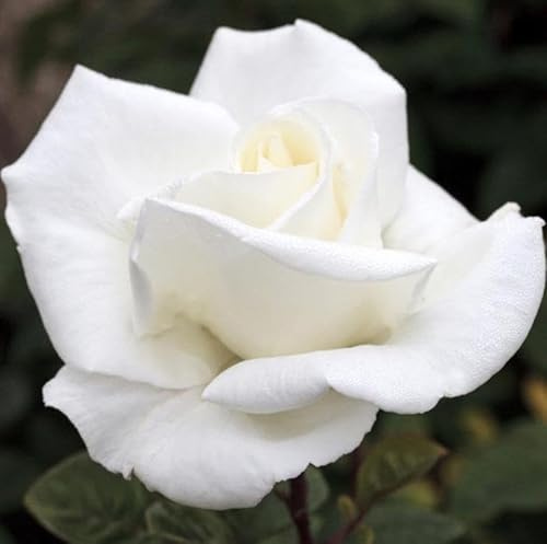 Vivai le Georgiche - Pianta vera di Rosa Gardenia Metropolitan, Brilliance,Oscar François,Pau Casals Meifaissel - vaso 6,5 Litri - Quadrato
