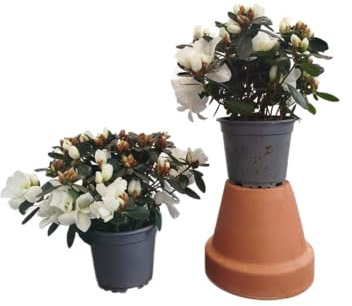 Azalea Flor Blanca | Set 2 Unidades |DECOALIVE |Plantas Vivas y Naturales