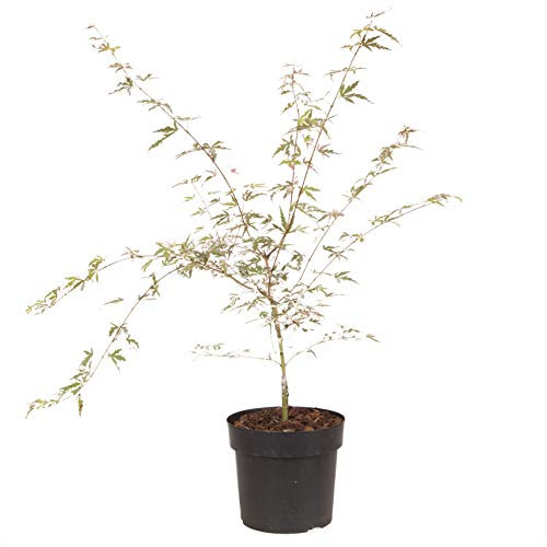 YouGarden Acer Palmatum Tree 'Taylor' in a 3L Pot. Pink Japanese Maple Perfect for Japanese Garden. Acer for Garden Established Young Tree Potted for Gardens and Patios