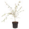 YouGarden Acer Palmatum Tree 'Taylor' in a 3L Pot, Established Young Tree Potted for Gardens and Patios, Pink Japanese Maple Tree in 3L Pot