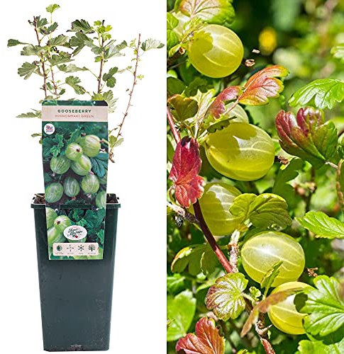 Gooseberry Ribes Hinnonmaki Green | Delicious Fruit Plant Shrub | 30-50cm Potted