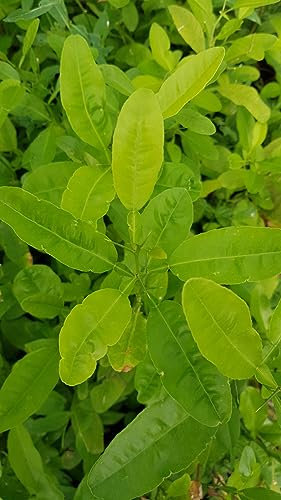 Citrus macrophylla/Citronnier Alemow/Conteneur de 1 à 19 litres/Agrume