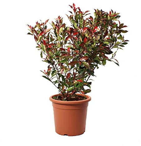 KENTIS - Photinia Fraseri Robusta Compacta con Decorazione Vaso in Juta - Piante Vere da Esterno Resistenti - Pianta da Siepe per Giardino - H 80-100 cm Vaso Ø 24 cm
