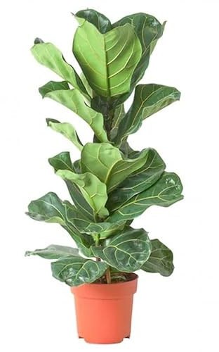 DECOALIVE Higuera Hoja de Violín Planta Natural de Interior para la Casa