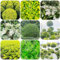 semillas de seto de aligustre - plantas resistentes balcón resistentes oficina jardín seto de aligustre hierbas en macetas 400pcs
