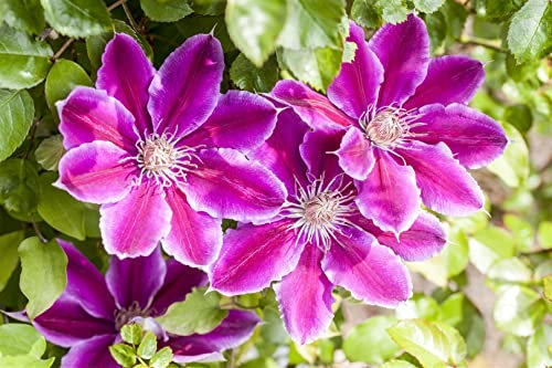 Clematis Hybride 'Dr. Ruppel' 60-100 cm - Waldrebe, zweifarbige rosa-weiße Blüten, Blütezeit Mai-September, ideal für Rankgerüste, pflegeleicht