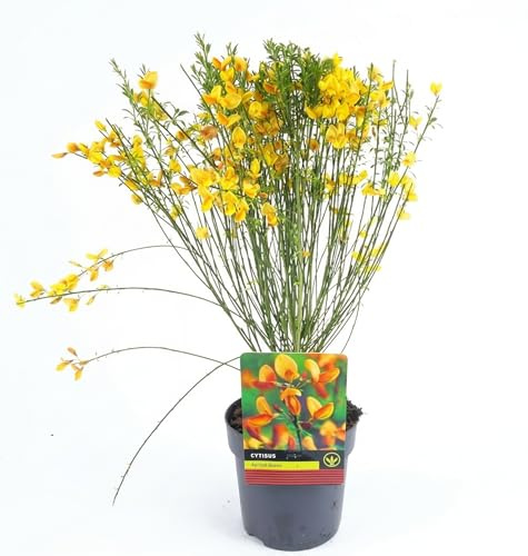 Cytisus Apricot Gem (Ginestra Ornamentale) Pianta in Vaso | Fiori Colore Albicocca | Pianta Primaverile Decorativa per Giardino, Balcone e Terrazzo