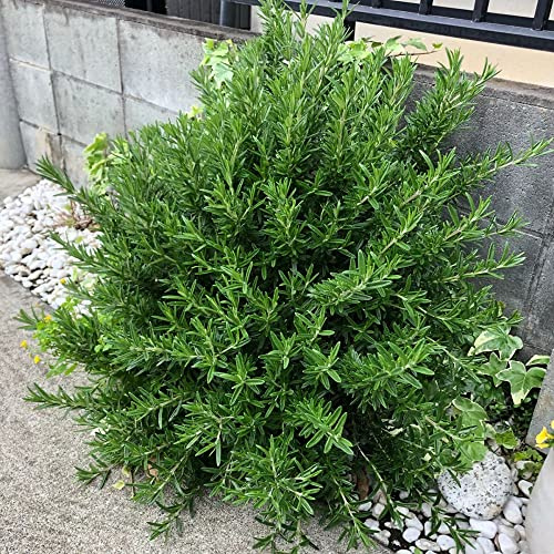 semi di rosmarino selvatiche esotiche interno rialzata orticole giardino roccioso biologiche 400pcs
