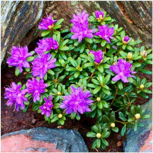 GrowOn Shrubs Dwarf Rhododendron Japonica 'Drake's Mountain' | Evergreen Shrub | Outdoor Garden Ready Plant | Spring Flowering | Purple Flowers
