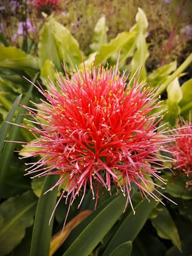 Blumenzwiebel - Raritäten : Blutblume : Scardous Multiflora - Scadoxus - Haemanthus 1 Zwiebel