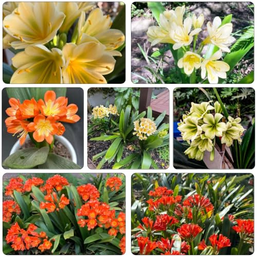 Clivia - silvestres resistentes al aire libre de interior exóticas de jardín resistentes jardín semillas 30pcs