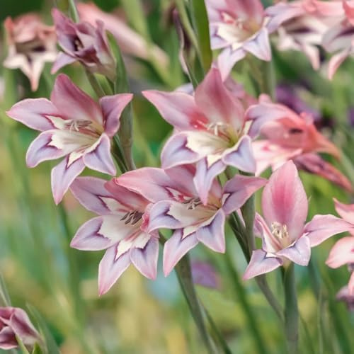 bulbi di gladioli resistenti, balcone rare Decorazione del soggiorno 20pcs