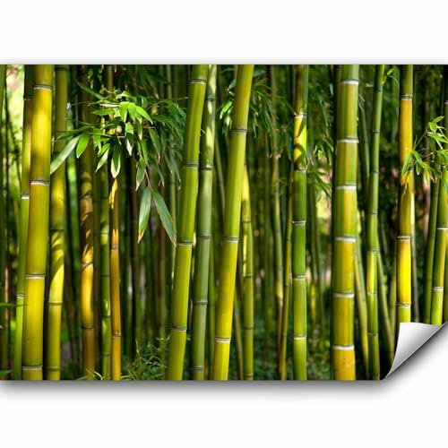 Fototapete murando 350x256 cm Vlies Tapeten Wandtapete XXL Moderne Wanddeko Design Wand Dekoration Wohnzimmer Schlafzimmer Büro Flur Bambus Baum Bäume Bambusweld Natur Wald grün Asien b-B-0072-a-b