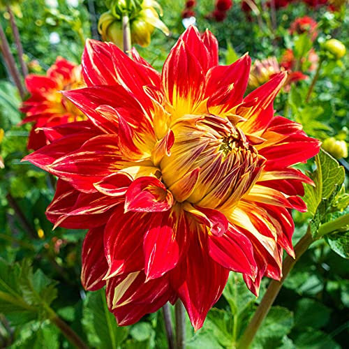 1 x Dahlia Decorative Dinnerplate - Enhances Your Summer Garden - Summer Flowering Bulb - Perennial – for Your Beautiful Garden (1 x Dahlia Decorative Dinnerplate Tyler James)