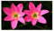 10 x Zephyranthes Robusta Argentine Rain Lily Bulbs Pink Summer Flowering Garden Perennial