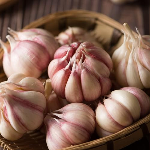 4 pcs pflanzknoblauch winterhart zwiebeln - Allium sativum - kräuter pflanzen, bodendecker winterhart knoblauch pflanzen Knollen heilpflanzen winterharte pflanzen für balkon hochbeet