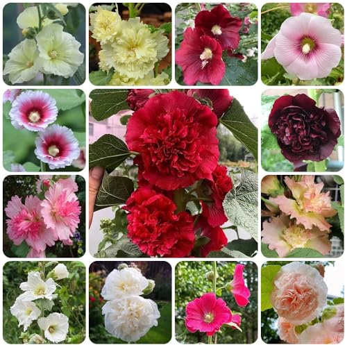 Semi di malvarosa, Alcea rosea, decorazione del soggiorno Semi di malvarosa, da giardino resistenti semi di campo 300pcs