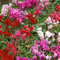 Saterkali Semi di ciclamino, 50 pezzi di semi di ciclamino Mini semi di fioritura perenne estetica Mixcolor naturale per giardino Fiore