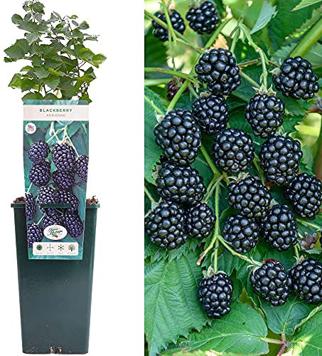BlackBerry Rubus Adrienne | Deciduous Fruit Plant Shrub | 30-50cm Potted