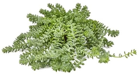 DECOALIVE Sedum Burrito Planta Suculenta Natural Sedum Morganianum Planta Viva