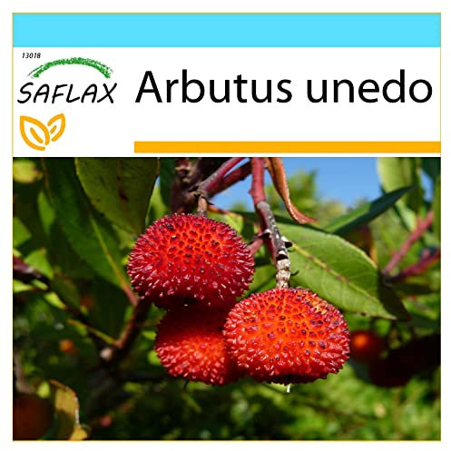 SAFLAX - Gift Set - Strawberry Tree - 50 Seeds - Arbutus unedo
