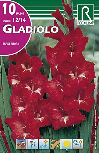 Bulbos de Gladiolo tradehorn (Bolsa con 10 bulbos)