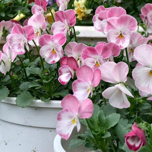 stiefmütterchen samen bio - wildblumenwiese saatgut mehrjährig blumenwiese blumendeko blumen balkon pflanzen garten winterharte balkonpflanzen balkon exotische pflanzen winterhart 450pcs