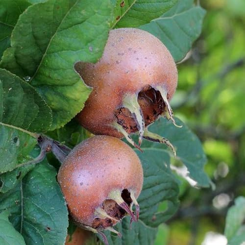 semi di nespolo - mespilus germanica - colonnari, esotiche resistenti di nespolo da giardino resistenti perenni biologici, vecchie varietà 10pcs