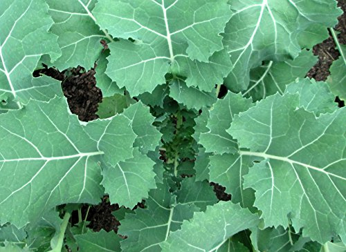 2000 Premier Kale Seeds for Planting Heirloom Non GMO 8+ Grams Garden Vegetable Bulk Survival
