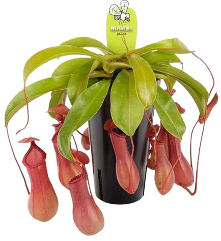 Planta Colgante Carnívora Nepenthes Planta Viva Come Insectos
