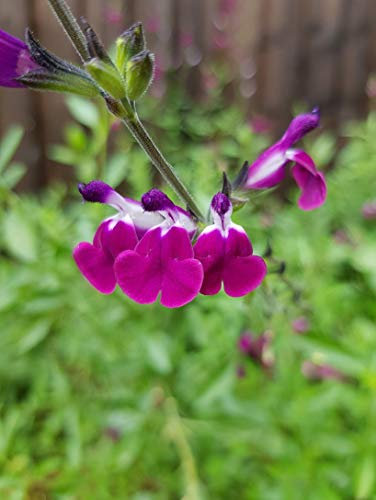 South Eastern Horticultural Salvia 'Amethyst Lips' Perennial Garden Plug Plants Pack x6