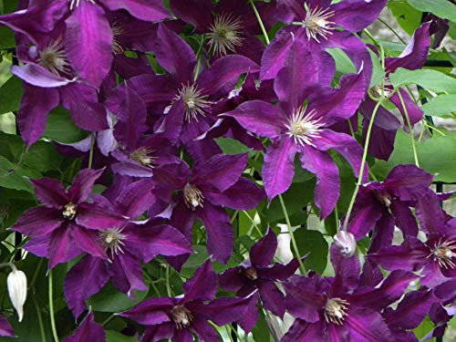 Clématite Vostok C 1, 5 Litres