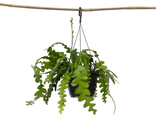 Plant in a Box - Epiphyllum Anguliger - Fischgrätenkaktus - Flegeleichte Zimmerpflanze - Echte Blühende Succulent - Topf 15cm - Höhe 30-40cm