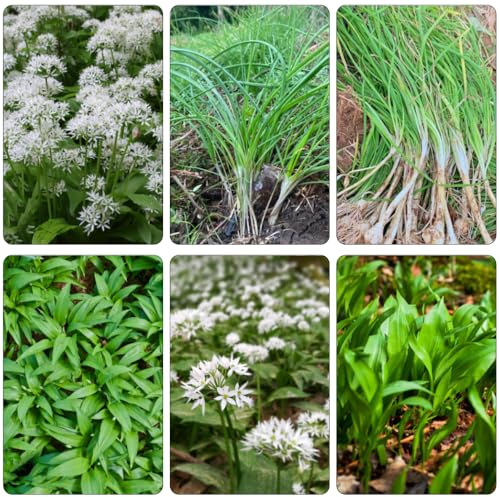 Aglio Orsino giardino di semi da balcone parterre selvatici, autunno, semi selvatici perenni medicinali primavera 450pcs