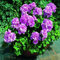 Saterkali Pelargonium-Samen, 100 Stück Pelargonium-Samen, Geranien-Blumengarten, Balkon, Bonsai-Topfpflanzen-Dekor Violett
