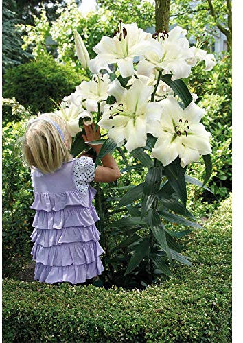 Lily Pretty Woman Tree Bulbs Giant Outdoor Plants, Yield Large White Oriental Lilies Flowers with Beautiful Fragrance 10 x Bulbs by Thompson & Morgan