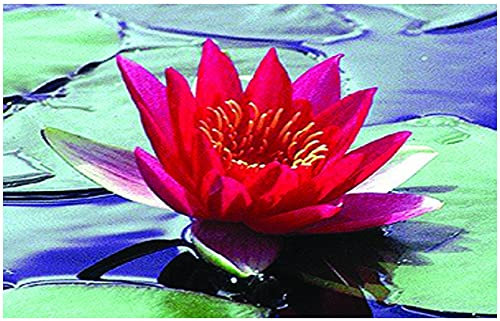 Lincolnshire Pond Plants Ltd Water Lily - Live Water Plant Aquatic Pond Lake Marginal (Loose Root, Selection - Red Lily)