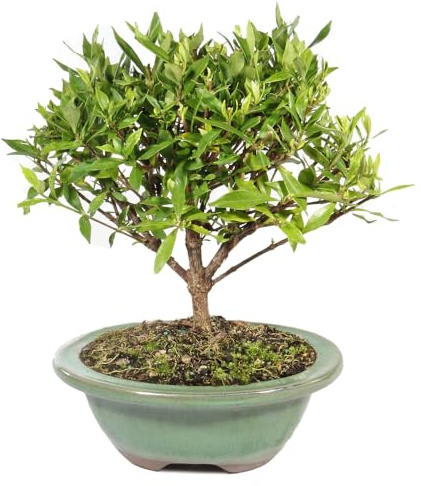 Brussel's Live Gardenia Outdoor Bonsai Tree - 4 Years Old; 6 to 8 Tall with Decorative Container - Not Sold in Arizona