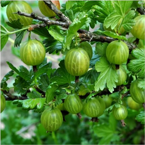 5 Green Gooseberry Plants/Ribes uva-crispa 'Invicta', Ready to Fruit