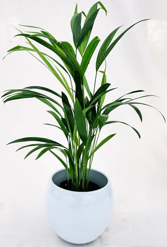 POWERS TO FLOWERS - ARECA, PALMA DI ARECA IN VASO CERAMICA SFERICO BIANCO, VASO 13CM DIAMETRO, pianta vera