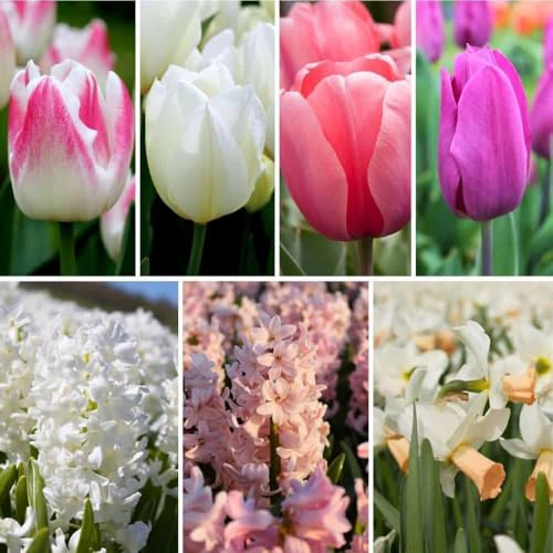 Blomlökmix Romantic Mix - 100 blomlökar - tulpaner, påskliljor, hyacinter - rosa, vit, lila mix - storblommig, vårblommande, vinterhärdig - direkt från odlaren - Blomlökar Amsterdam