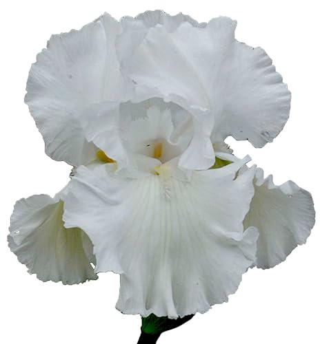Immortality Bearded Iris Plant Potted - Repeat Blooms Fragrant White Flowers, Perennial