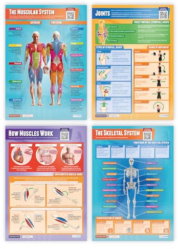 Poster med muskulärt och skelettsystem – set med 4 | vetenskapaffischer | glansigt papper som mäter 850 mm x 594 mm (A1) | Vetenskapsdiagram för klassrummet | utbildningstabell av Daydream Education