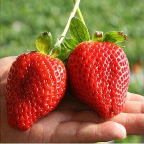 Graines de fraises géantes graines de fruits biologiques légumes sans OGM bonsaï vase pour plantes de jardin à domicile