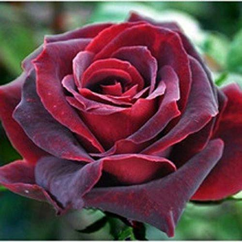 Graines Hybrides Thé Rose Black Pearl Buon Aroma Giardino Domestico Di Diy Bush Bonsai Yard Fiore