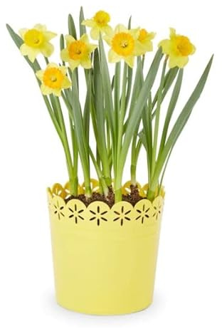 Bulbo de Narciso con Flores Amarillas Planta Natural